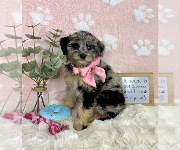 Medium Photo #5 Bernedoodle (Miniature) Puppy For Sale in NOBLESVILLE, IN, USA