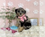 Small #4 Bernedoodle (Miniature)