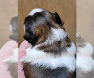 Shih Tzu Puppy for sale in FANNING SPGS, FL, USA