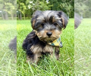 Yorkshire Terrier Puppy for sale in FAIR HAVEN, MI, USA