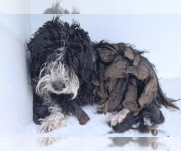 Medium Photo #1 Miniature Schnauzer-Unknown Mix Puppy For Sale in Houston, TX, USA