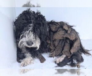 Miniature Schnauzer-Unknown Mix Dogs for adoption in Houston, TX, USA