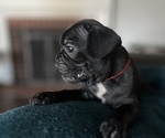 Puppy Puppy 9 Hernes French Bulldog
