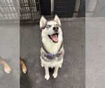 Small #4 Siberian Husky
