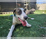 Small #5 Great Dane