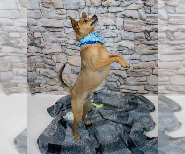 Medium Photo #3 Chihuahua-Unknown Mix Puppy For Sale in Kennesaw, GA, USA