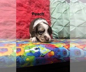 Miniature Australian Shepherd Puppy for sale in WILLIAMS, IA, USA