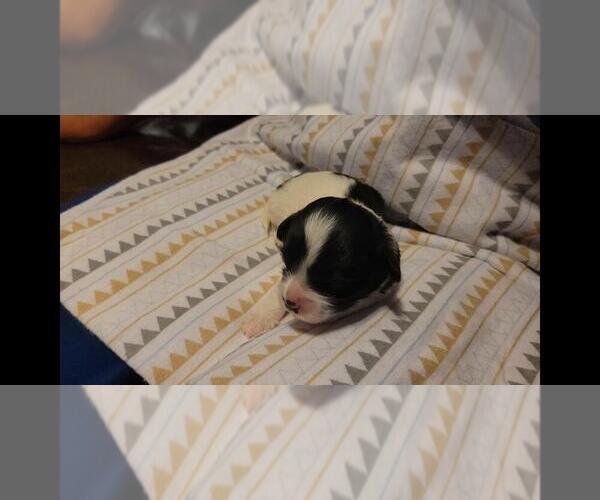 Medium Photo #20 Maltipoo Puppy For Sale in BROOKFIELD, MO, USA