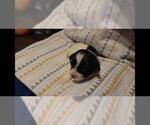 Puppy 4 Maltipoo