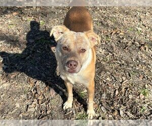 Mutt Dogs for adoption in Waco, TX, USA