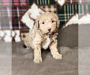 Poodle (Miniature) Puppy for sale in DUNDEE, OH, USA