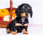 Puppy 4 Dachshund