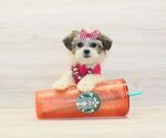 Small #1 Shorkie Tzu