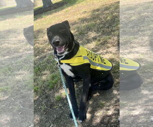 Mutt Dogs for adoption in Munford, TN, USA