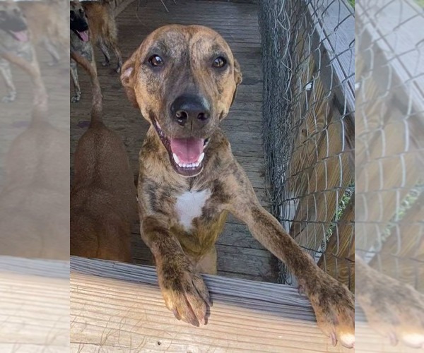 Medium Photo #1 Black Mouth Cur-Unknown Mix Puppy For Sale in Ridgefield, CT, USA