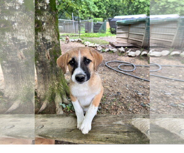 Medium Photo #2 Great Pyrenees-Unknown Mix Puppy For Sale in Tracy City, TN, USA