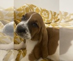 Puppy LIGHT PINK Basset Hound