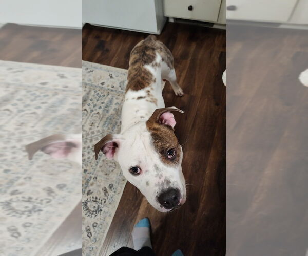 Medium Photo #1 Mutt Puppy For Sale in Minneapolis, MN, USA