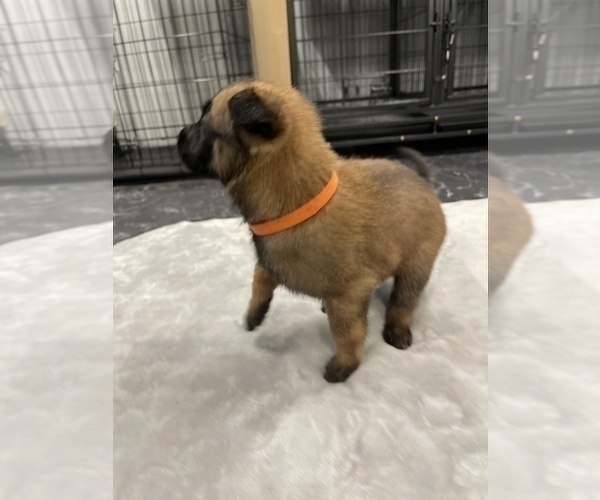 Medium Photo #60 Belgian Malinois Puppy For Sale in REESEVILLE, WI, USA
