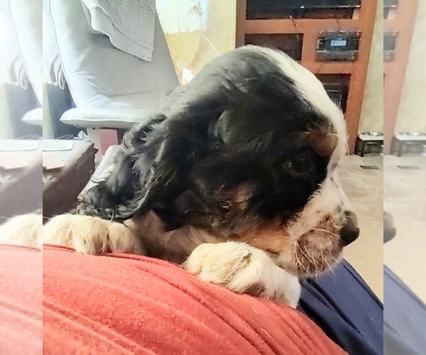 Medium Photo #2 English Springer Spaniel Puppy For Sale in GLEN SAINT MARY, FL, USA