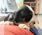 Small #1 English Springer Spaniel