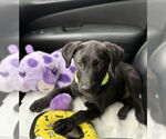 Small #1 Labrador Retriever Mix