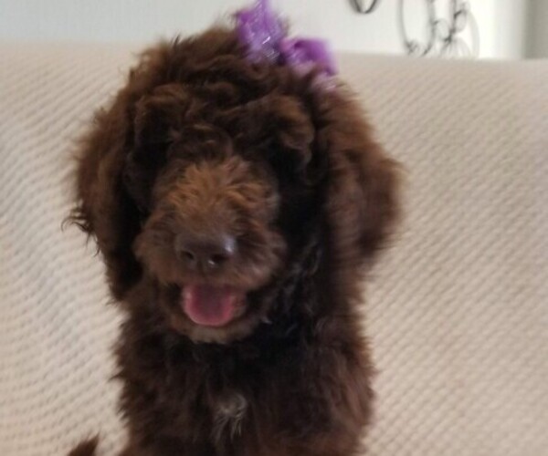 Medium Photo #6 Labradoodle Puppy For Sale in FORNEY, TX, USA