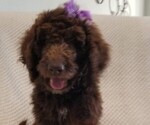 Small Photo #6 Labradoodle Puppy For Sale in FORNEY, TX, USA
