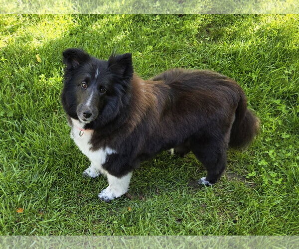 Medium Photo #1 Mutt Puppy For Sale in Wamego, KS, USA