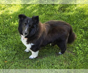 FLOWER - Female Mutt Dog for Adoption