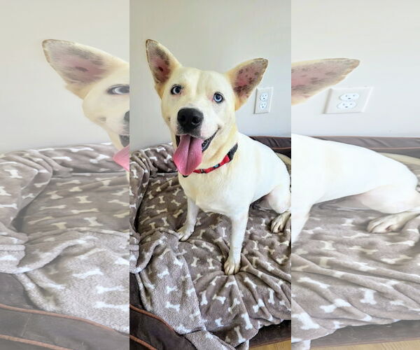 Medium Photo #2 Feist Terrier-white german shepherd Mix Puppy For Sale in Rockaway, NJ, USA