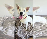 Small #1 Feist Terrier-white german shepherd Mix