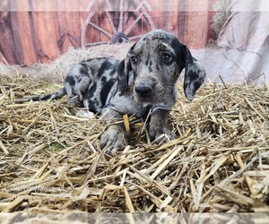 Catahoula Leopard Dog Puppy for sale in CUMBY, TX, USA