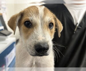 Mutt Dogs for adoption in San Bernardino, CA, USA