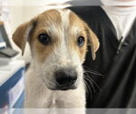 Small Mutt