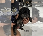 Small #3 Silkypoo