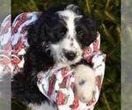 Small Photo #2 Aussiedoodle Puppy For Sale in NEW MADISON, OH, USA