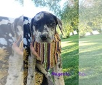 Puppy Magenta Daniff-Neapolitan Mastiff Mix