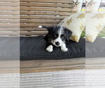 Small #1 Havanese Mix