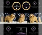 Small Photo #53 Poodle (Miniature) Puppy For Sale in WARSAW, IN, USA