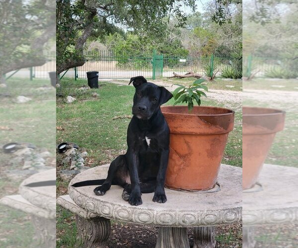 Medium Photo #1 Labrador Retriever-Staffordshire Bull Terrier Mix Puppy For Sale in Bandera, TX, USA