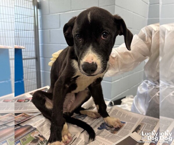 Medium Photo #4 Labrador Retriever-Unknown Mix Puppy For Sale in Washington, DC, USA