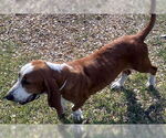 Small #3 Basset Hound