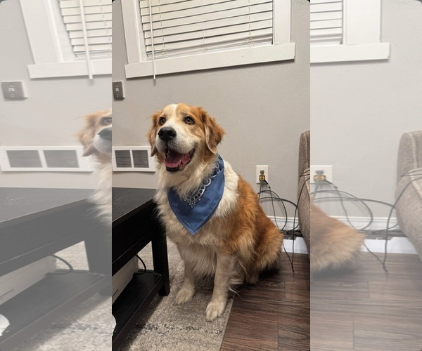 Medium Photo #1 Great Pyrenees Puppy For Sale in Bountiful, UT, USA