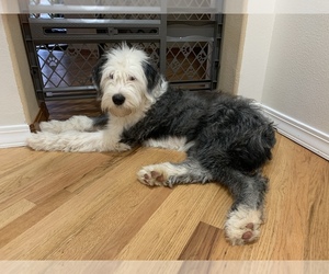 Old English Sheepdog Puppy for sale in WEST LINN, OR, USA