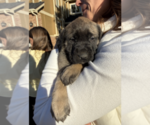 Small #2 Mastiff