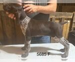 Small #3 German Shorthaired Pointer