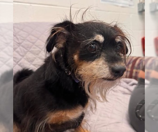 Medium Photo #4 Australian Shepherd-Unknown Mix Puppy For Sale in Muskegon, MI, USA