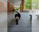Small Photo #15 Bernedoodle Puppy For Sale in CAMDEN, SC, USA