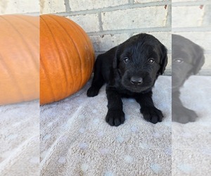 Labradoodle Puppy for sale in WILLIAMSTOWN, KY, USA